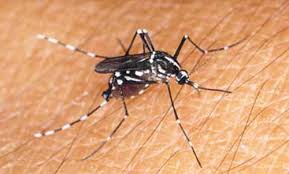 Cinco países relatam transmissão sexual do vírus Zika